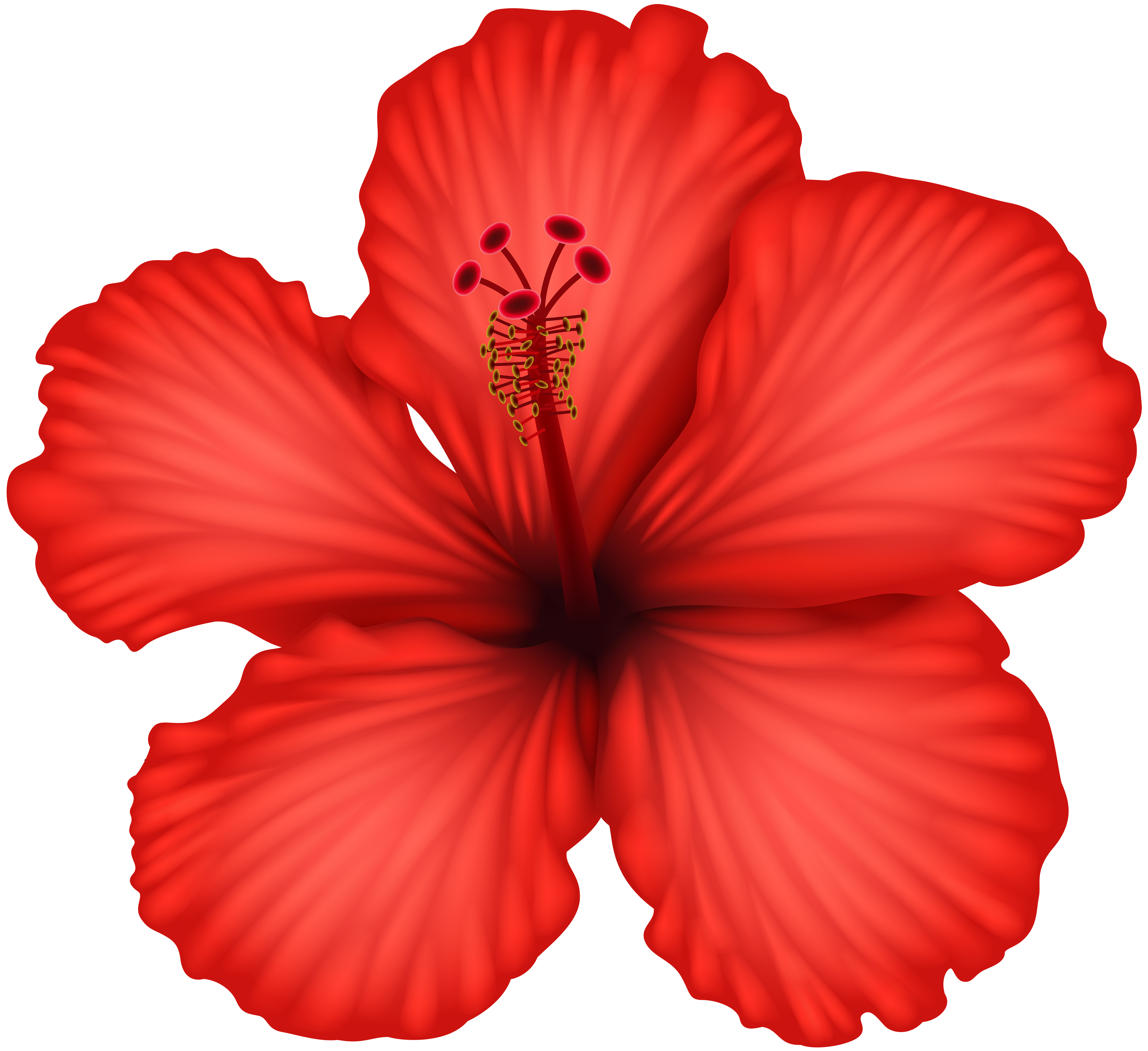 Hibiscus