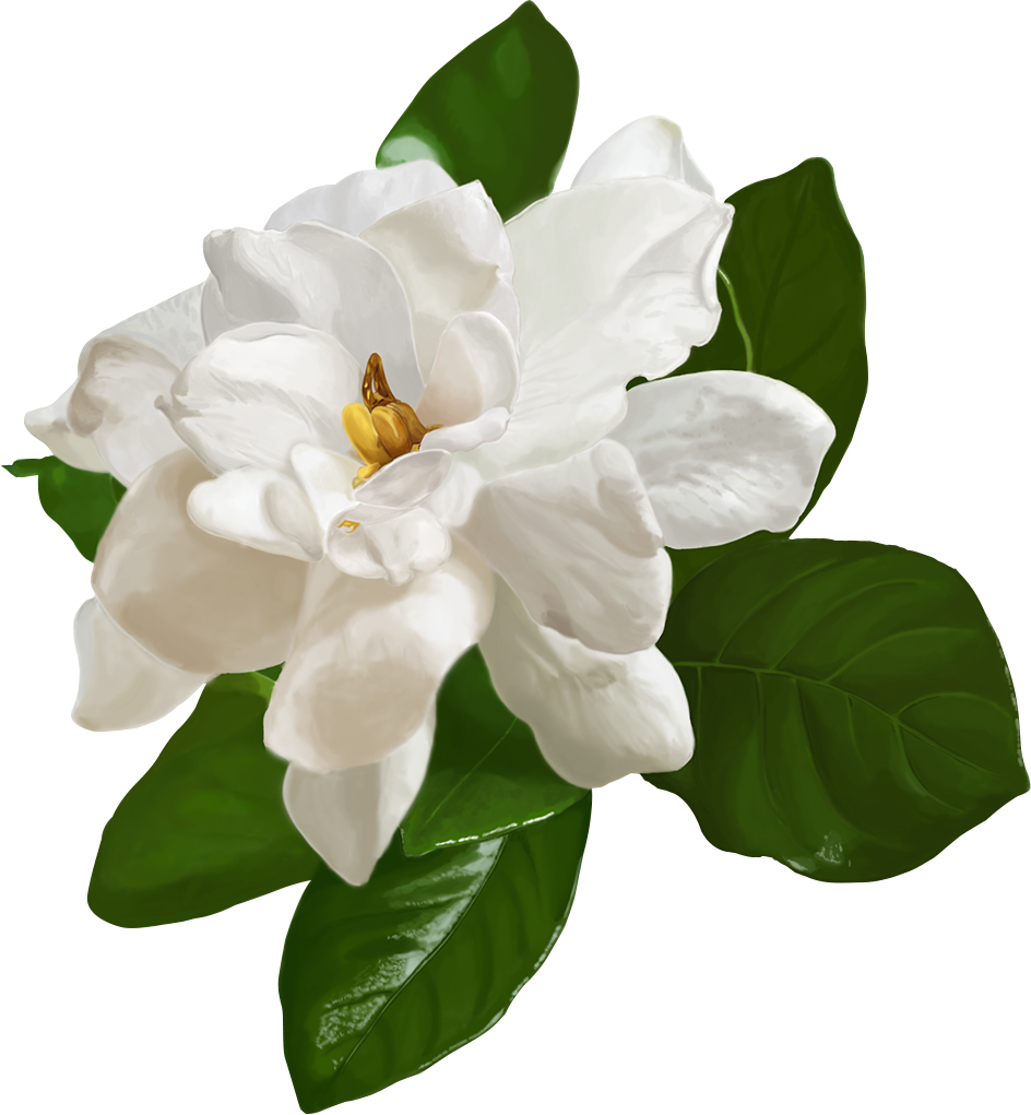 Jasmine
