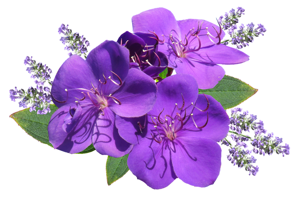 Lavender