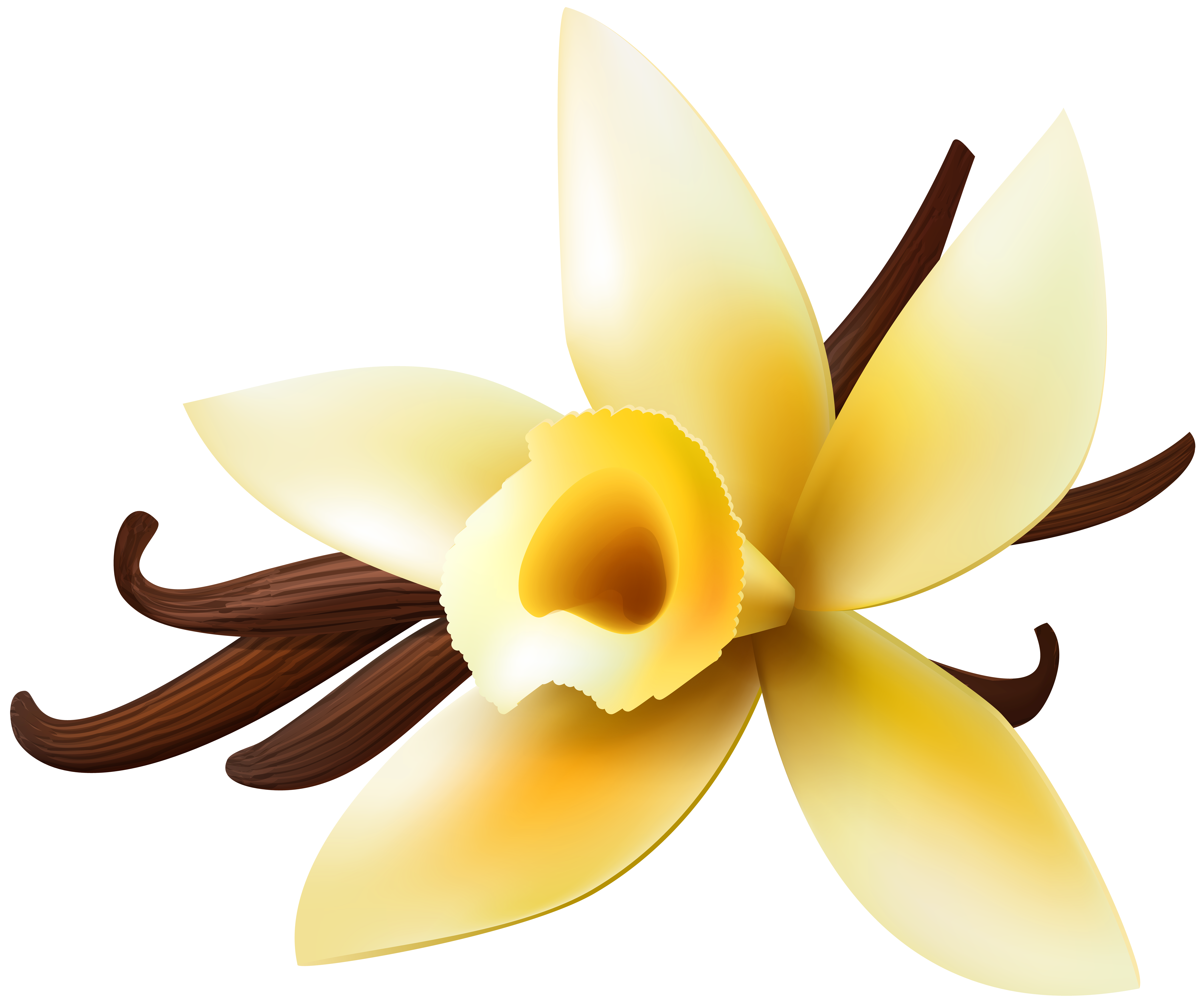 Vanilla