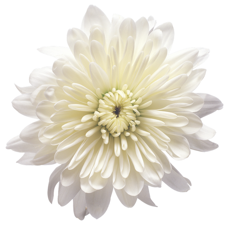 White Flowers
